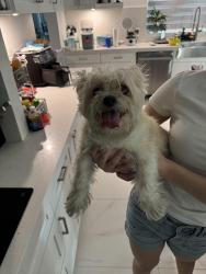 Found/Stray Female Dog last seen Stripes, Brownsville, TX 78526