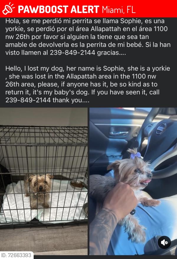 Lost Female Dog last seen 26th , Miami, FL 33127