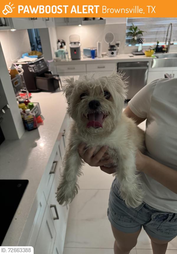 Found/Stray Female Dog last seen Stripes, Brownsville, TX 78526