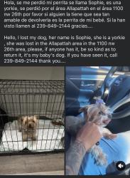 Lost Female Dog last seen 26th , Miami, FL 33127