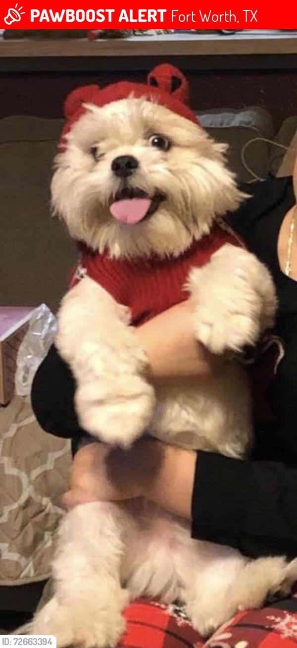 Lost Male Dog last seen Strawberry ln, Fort Worth, TX 76137