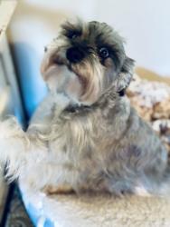 Lost Female Dog last seen Just past the yellow flashing ligbt, Midville, GA 30441