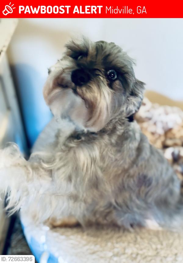 Lost Female Dog last seen Just past the yellow flashing ligbt, Midville, GA 30441