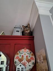 Found/Stray Male Cat last seen Near I-35 N. at, US-83, Laredo, TX 78045, Laredo, TX 78045