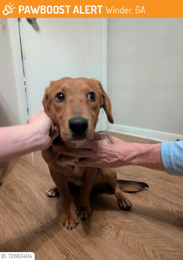 Found/Stray Male Dog last seen Circle drive, Clifton drive , Winder, GA 30680