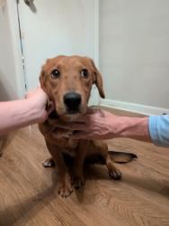 Found/Stray Male Dog last seen Circle drive, Clifton drive , Winder, GA 30680