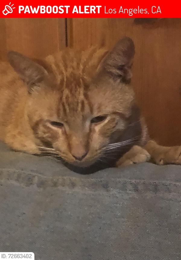 Lost Male Cat last seen Plummer& Hayvenhurst, Los Angeles, CA 91343