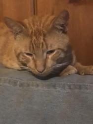 Lost Male Cat last seen Plummer& Hayvenhurst, Los Angeles, CA 91343