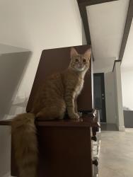 Lost Male Cat last seen Judge Winikoff road , Watergate, FL 33428