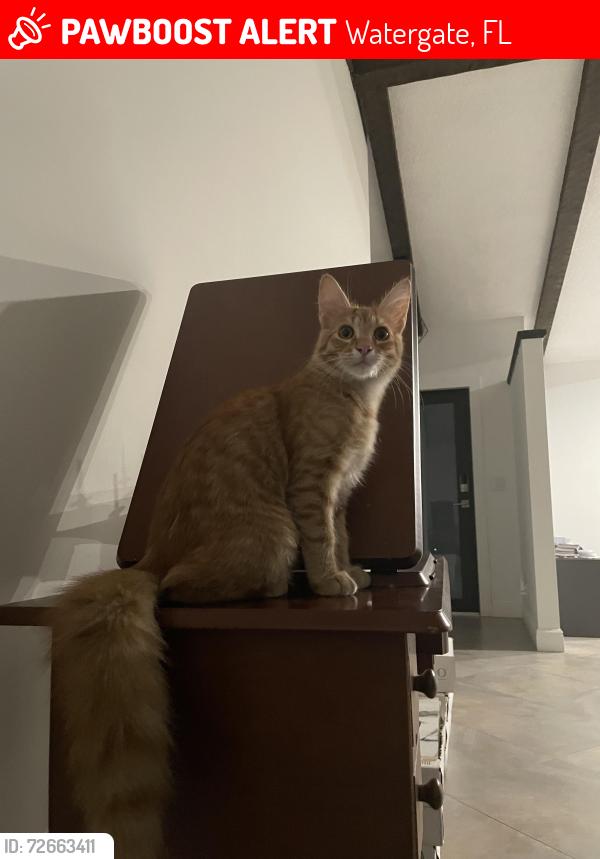 Lost Male Cat last seen Judge Winikoff road , Watergate, FL 33428