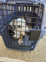 Found/Stray Male Dog last seen Hendricks Dr, Austin, TX 78729