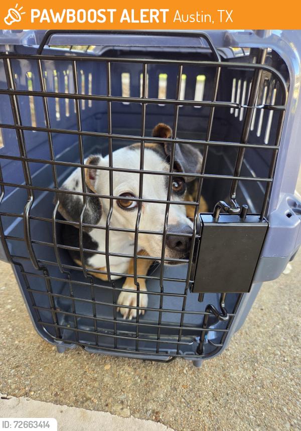 Found/Stray Male Dog last seen Hendricks Dr, Austin, TX 78729