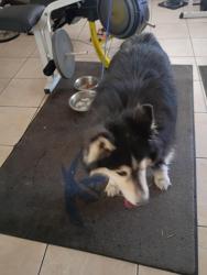 Found/Stray Male Dog last seen Carey and Hollywood , Las Vegas, NV 89156