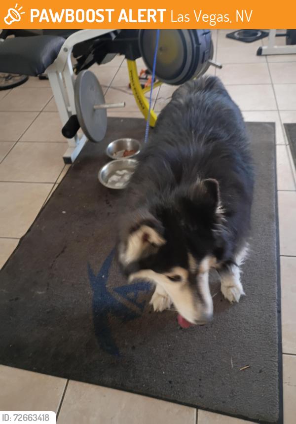 Found/Stray Male Dog last seen Carey and Hollywood , Las Vegas, NV 89156