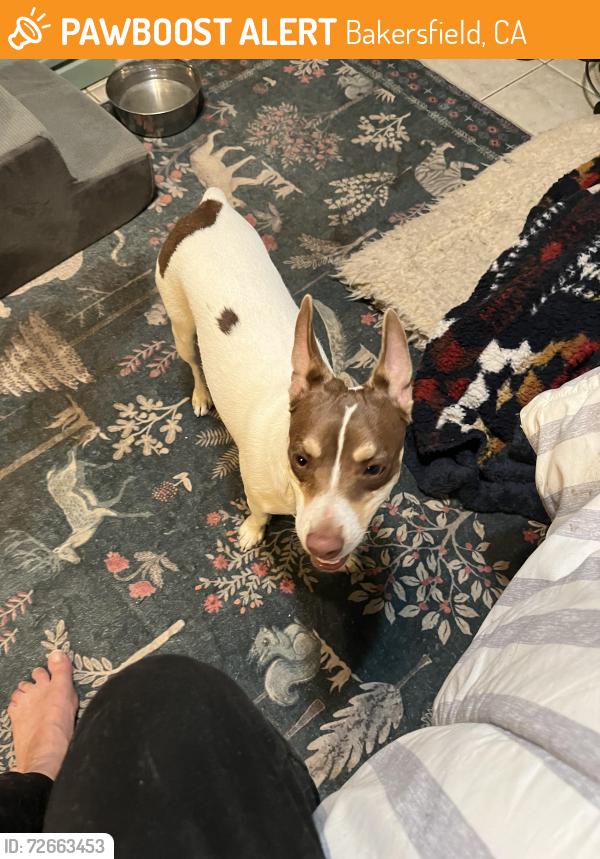 Found/Stray Male Dog last seen Nutmeg drive , Bakersfield, CA 93309