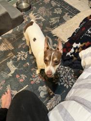 Found/Stray Male Dog last seen Nutmeg drive , Bakersfield, CA 93309