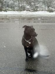 Found/Stray Unknown Dog last seen Near S 74th St, Tacoma, WA 98409, Tacoma, WA 98409