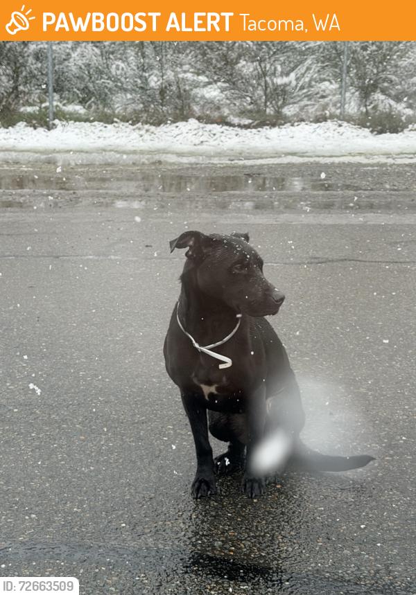 Found/Stray Unknown Dog last seen Near S 74th St, Tacoma, WA 98409, Tacoma, WA 98409