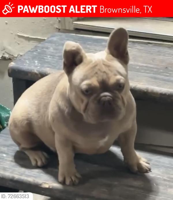 Lost Male Dog last seen Morrison rd, Brownsville, TX 78520
