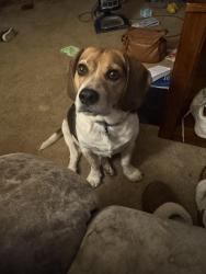 Lost Male Dog last seen Leib elementary, Pizza Hut , Weigelstown, PA 17408