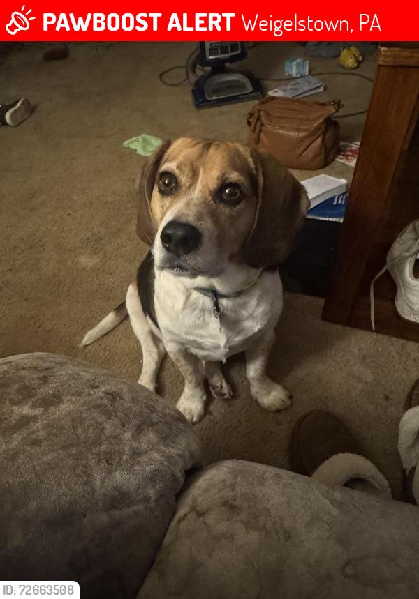 Lost Male Dog last seen Leib elementary, Pizza Hut , Weigelstown, PA 17408
