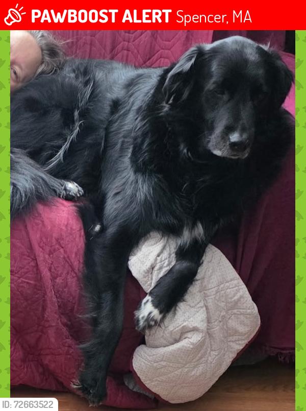 Lost Male Dog last seen Near R Jones Road Spencer MA, Spencer, MA 01562