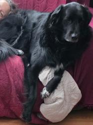 Lost Male Dog last seen Near R Jones Road Spencer MA, Spencer, MA 01562