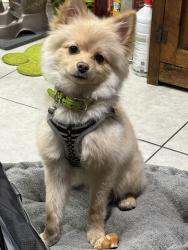 Lost Male Dog last seen Chuck wagon park, Sacramento, CA 95834