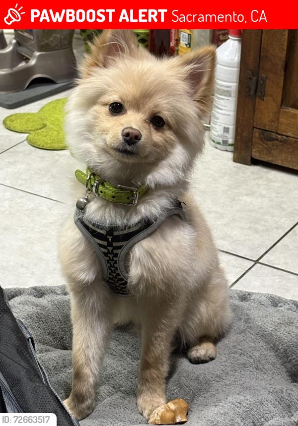 Lost Male Dog last seen Chuck wagon park, Sacramento, CA 95834