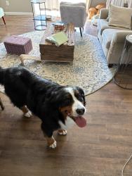 Lost Female Dog last seen Aero rd and west terrace rd, Cheney, WA 99004