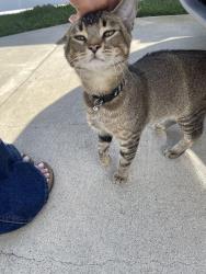 Found/Stray Male Cat last seen 166th Street / Hawthorne Blvd. , Gardena, CA 90247