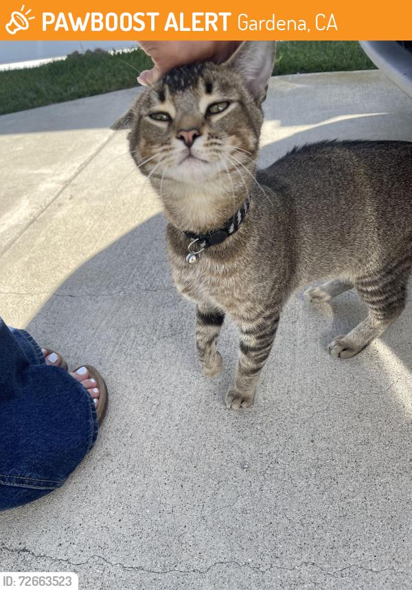 Found/Stray Male Cat last seen 166th Street / Hawthorne Blvd. , Gardena, CA 90247