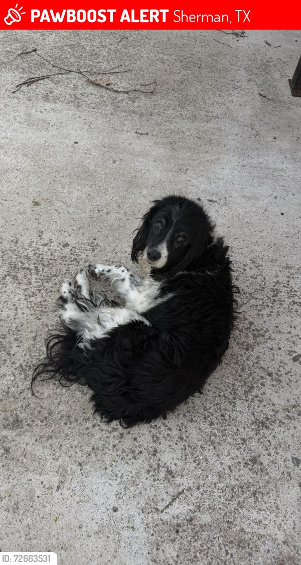 Lost Unknown Dog last seen Woods and w birge, Sherman, TX 75092