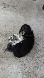 Lost Unknown Dog last seen Woods and w birge, Sherman, TX 75092