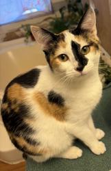 Lost Female Cat last seen Laurel Creek, Banner Elk, NC 28604