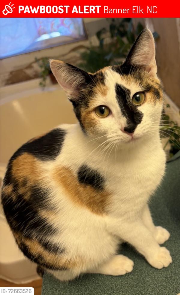 Lost Female Cat last seen Laurel Creek, Banner Elk, NC 28604