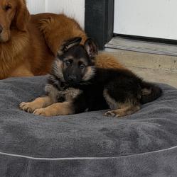 Lost Male Dog last seen E 410 and S Houston, San Antonio, TX 78219