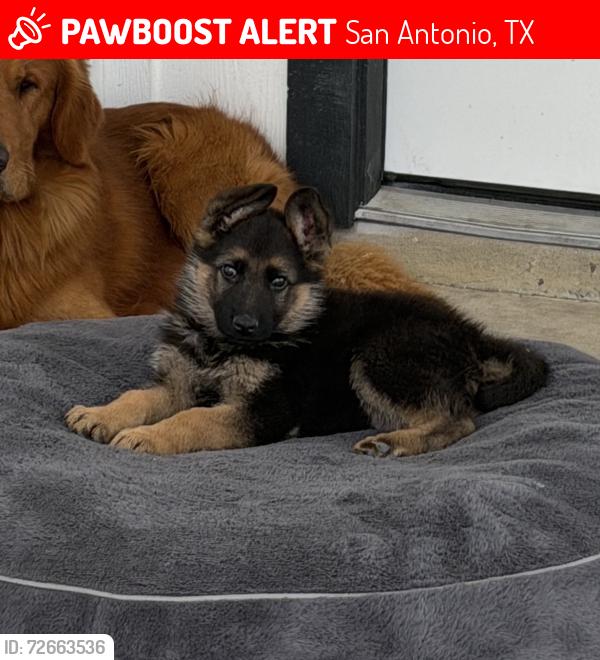 Lost Male Dog last seen E 410 and S Houston, San Antonio, TX 78219