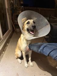 Found/Stray Female Dog last seen Parkfield and Quail Creek, Austin, TX 78758