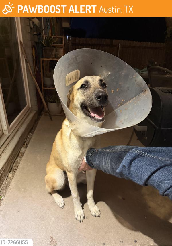 Found/Stray Female Dog last seen Parkfield and Quail Creek, Austin, TX 78758