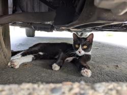 Found/Stray Unknown Cat last seen Almond Park, Orangevale, CA 95662