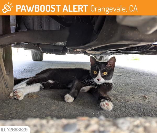 Found/Stray Unknown Cat last seen Almond Park, Orangevale, CA 95662