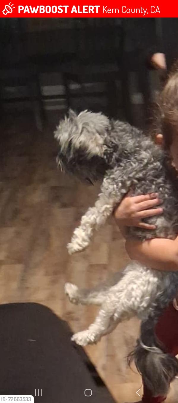 Lost Male Dog last seen Bakersfield , Kern County, CA 93306