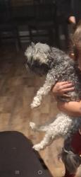 Lost Male Dog last seen Bakersfield , Kern County, CA 93306