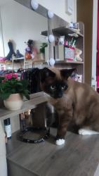 Lost Male Cat last seen Kimmeridge Road , Greater London, England SE9 4LD