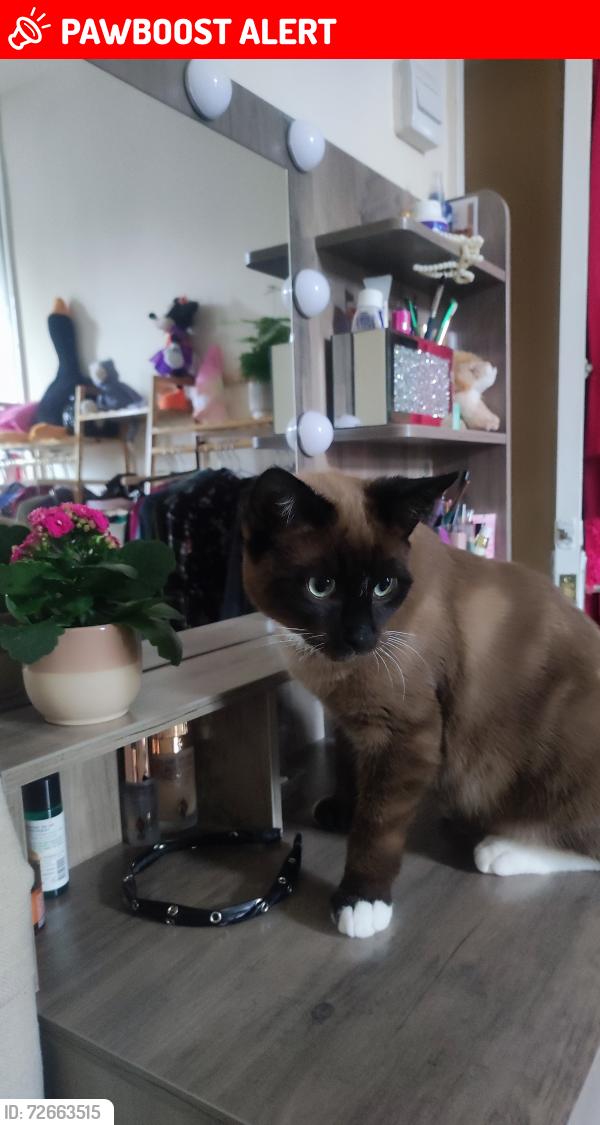 Lost Male Cat last seen Kimmeridge Road , Greater London, England SE9 4LD