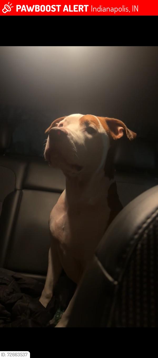 Lost Male Dog last seen E 38 ST and Post Rd, Indianapolis, IN 46235