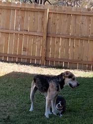 Found/Stray Male Dog last seen Near kentsdale , San Antonio, TX 78239
