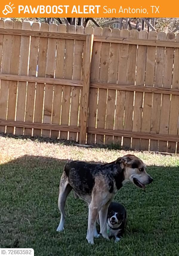 Found/Stray Male Dog last seen Near kentsdale , San Antonio, TX 78239