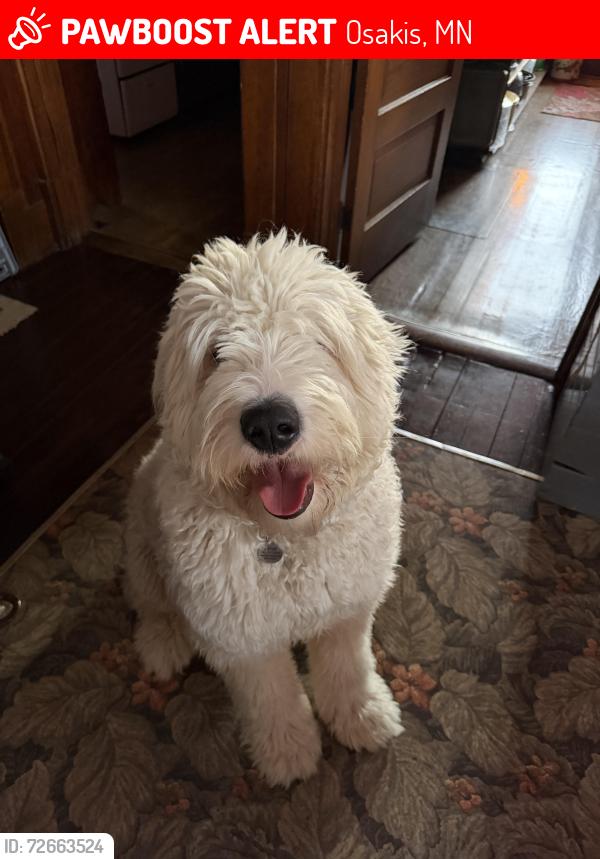 Lost Male Dog last seen Antique Village outside of Osakis, MN, Osakis, MN 56360